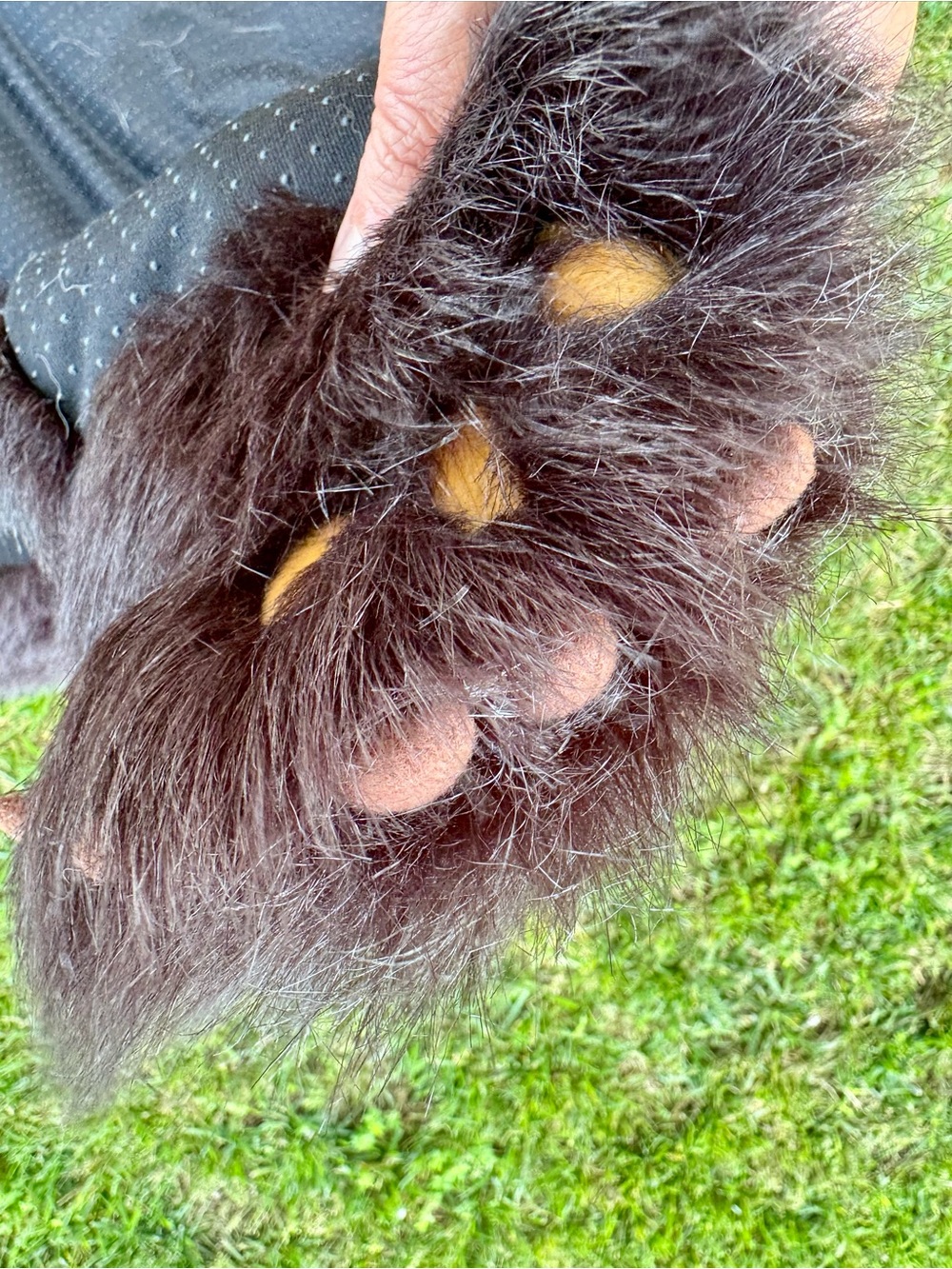 Faux Fur Black Bear Rug - Picture 5 of 5